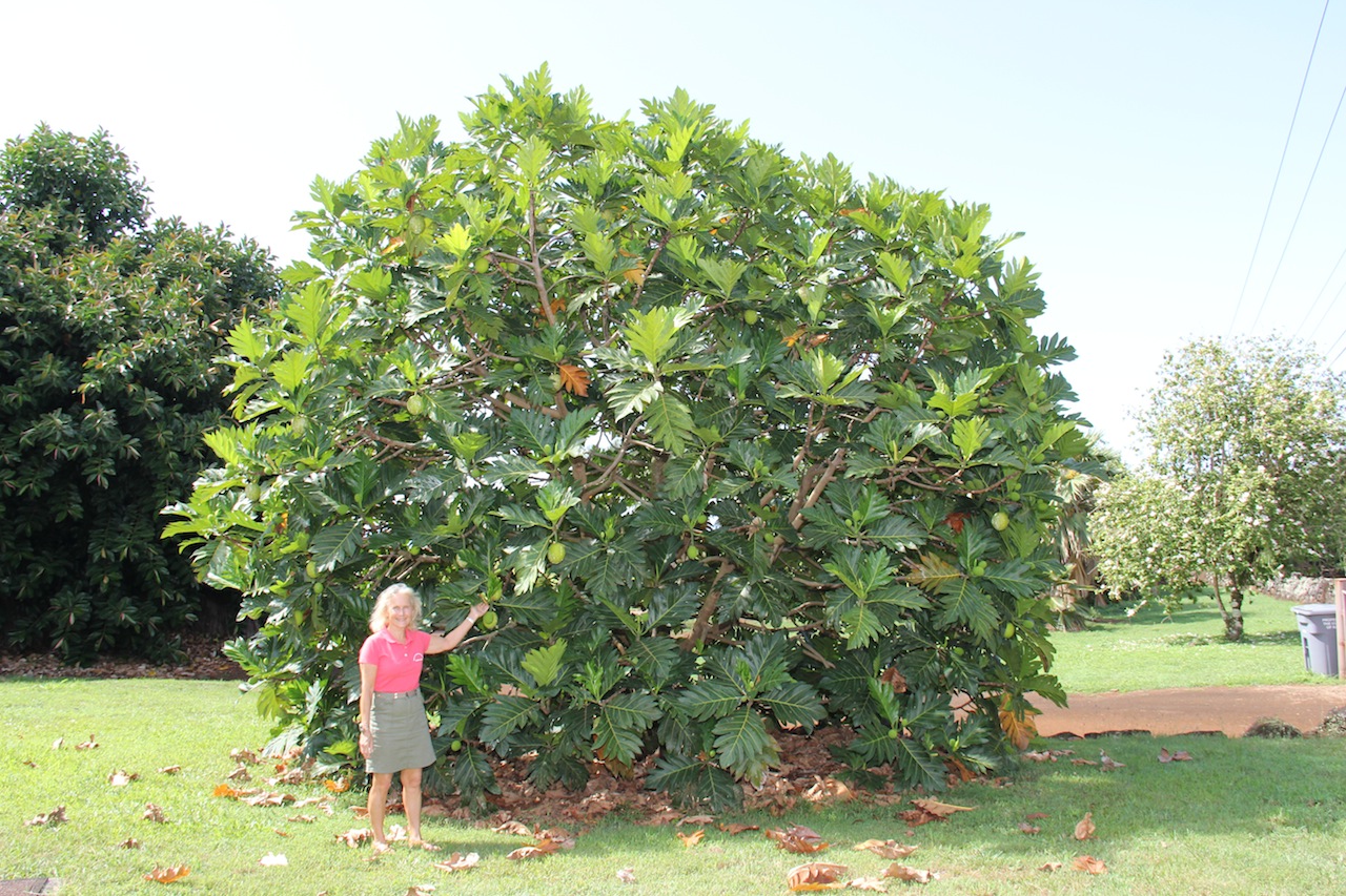 Ulu plant information